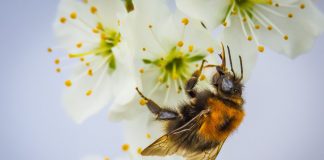 abeilles biodiversité