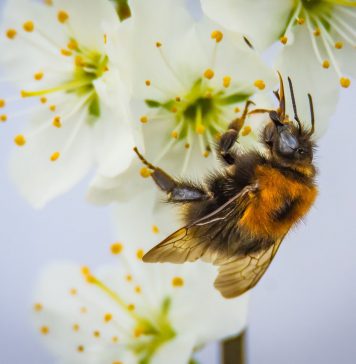 abeilles biodiversité
