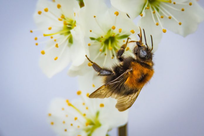 abeilles biodiversité