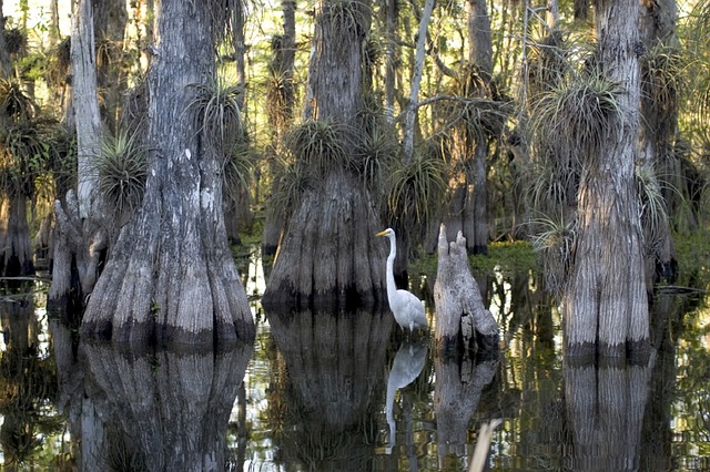 biodiversité dans la mangrove