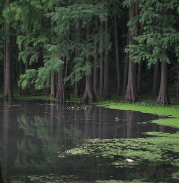 destruction de la mangrove par la crevetticulture