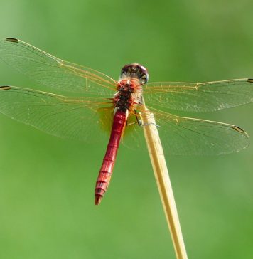 libellules et réchauffement climatique