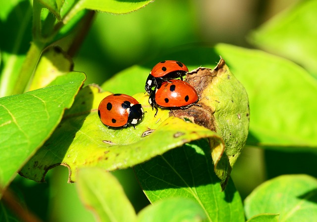 coccinelle insecte auxiliaire