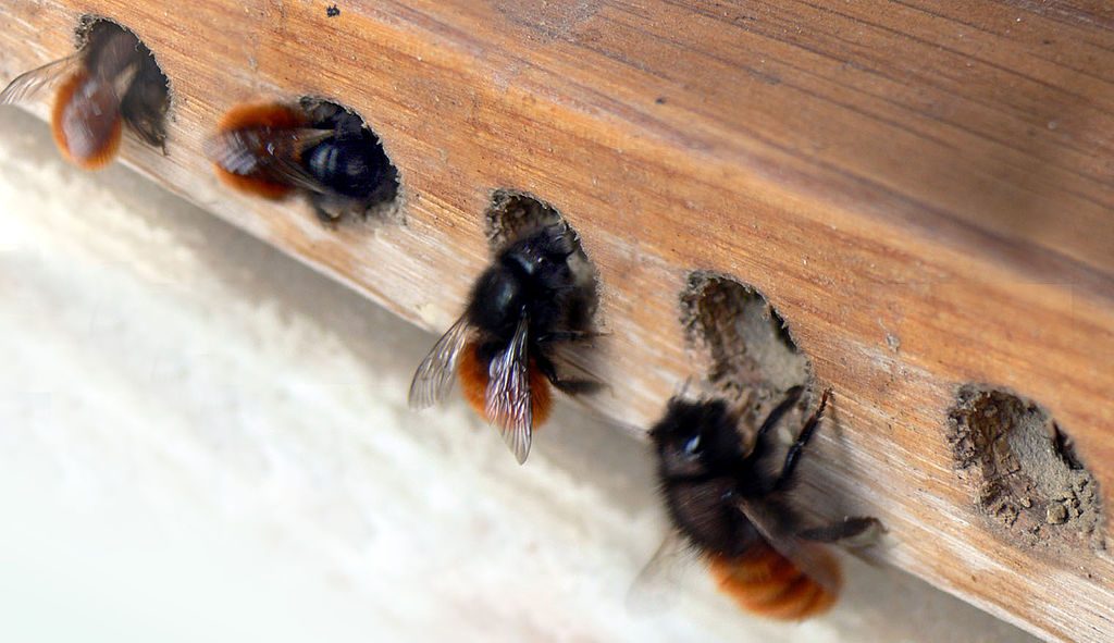 osmia cornuta insecte auxiliaire