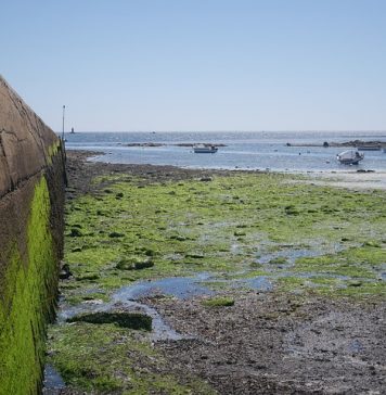 algues vertes le retour