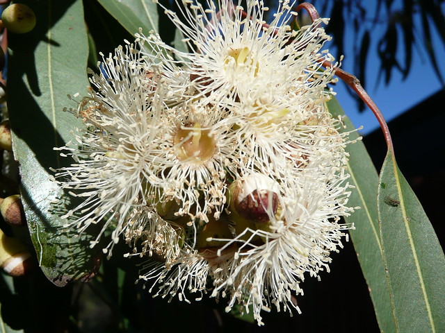 remèdes naturels anti-moustiques : huile essentielle Eucalyptus citriodora