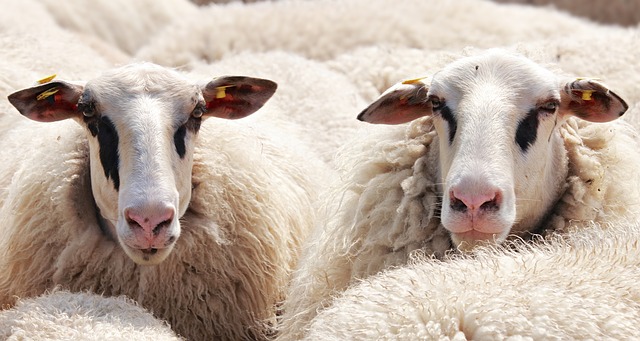 mouton laine pour nouvelle slow fashion