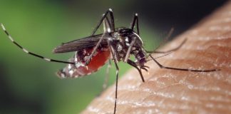 se soigner contre les moustiques naturellement