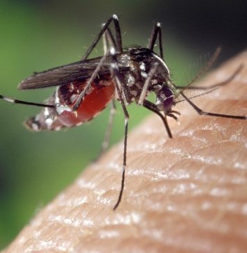 se soigner contre les moustiques naturellement