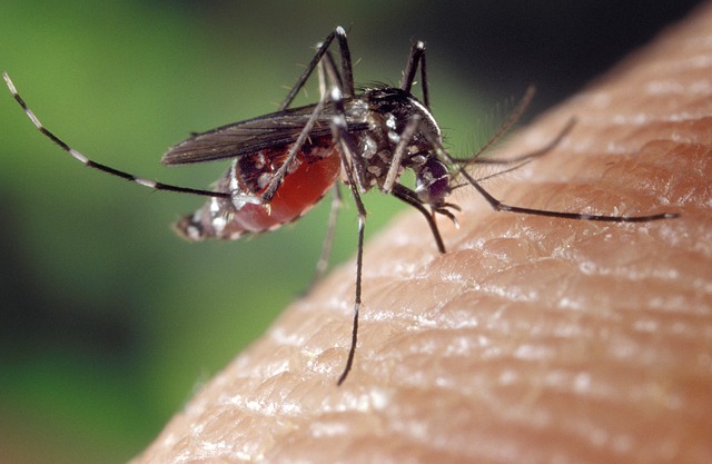 se soigner contre les moustiques naturellement