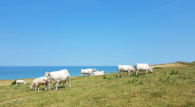 élevage azote finistère