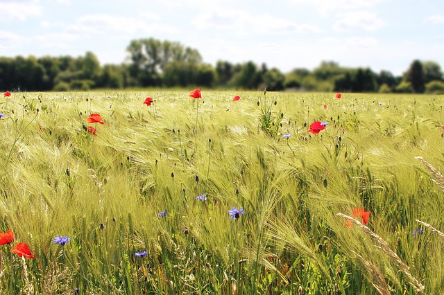 biodiversité nous voulons des coquelicots pour lutter contre l'artificialisation des sols