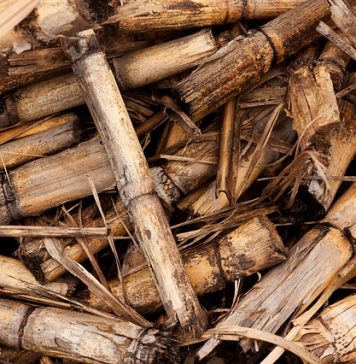 hydrogène vert biomasse