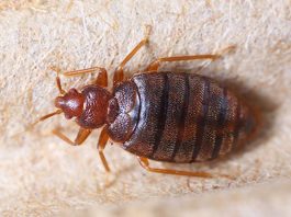 'en débarrasser naturellement