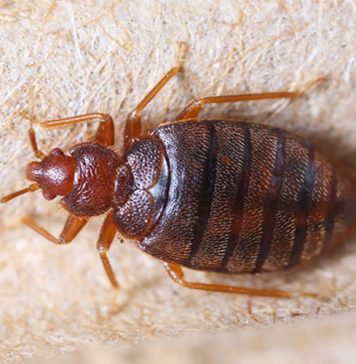 'en débarrasser naturellement