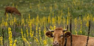 manger végan et les prairies