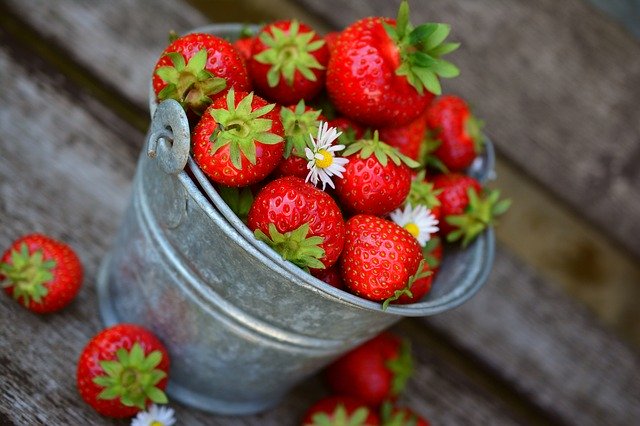 planter les fraisiers en août