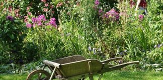 que faire au jardin en août