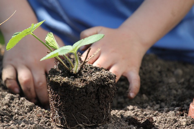 repiquer les plants en août