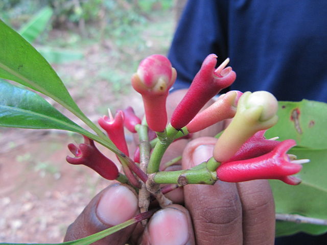 Fleurs du giroflier pour mes huiles essentielles maison