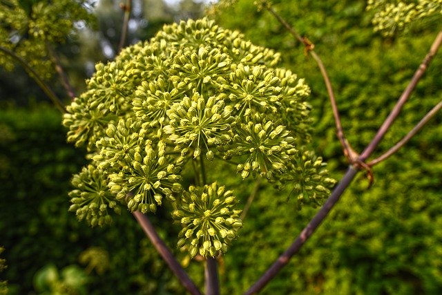 fabriquer ses propres huiles essentielles d'angélique