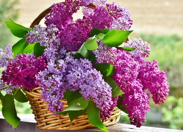 parfumer naturellement sa maison avec un bouquet de lilas