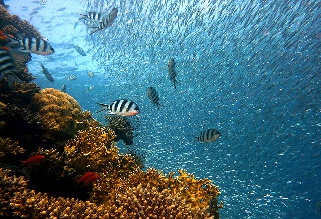 restaurer les océans espèces et habitats