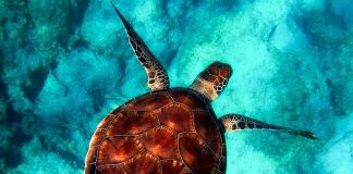 restaurer les océans tortue de mer