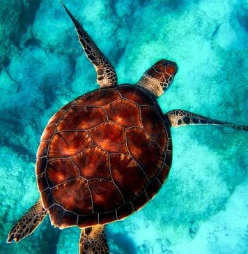 restaurer les océans tortue de mer