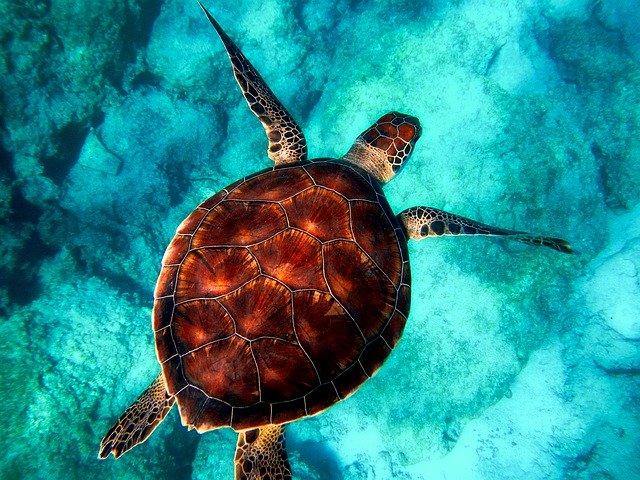 restaurer les océans tortue de mer
