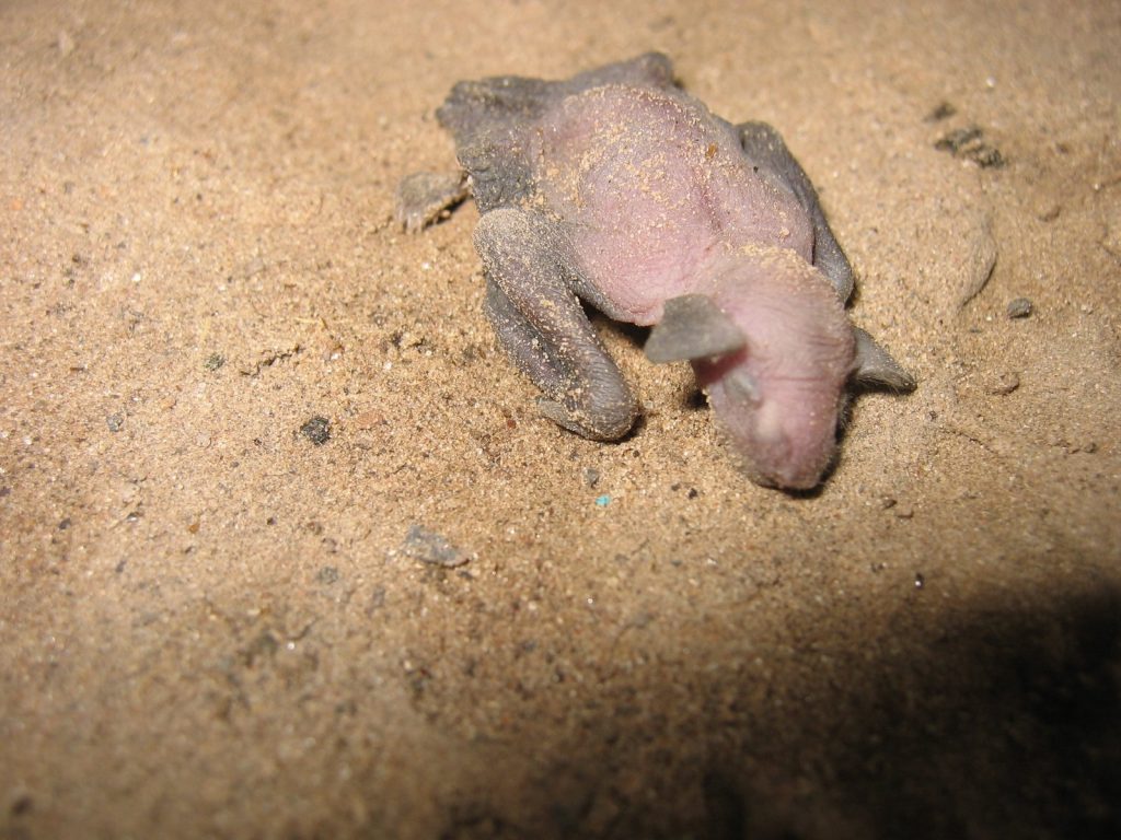 Chauve Souris Blessee Comment Faire Pour La Sauver Chauve Souris Blessee Comment Faire Pour La Sauver