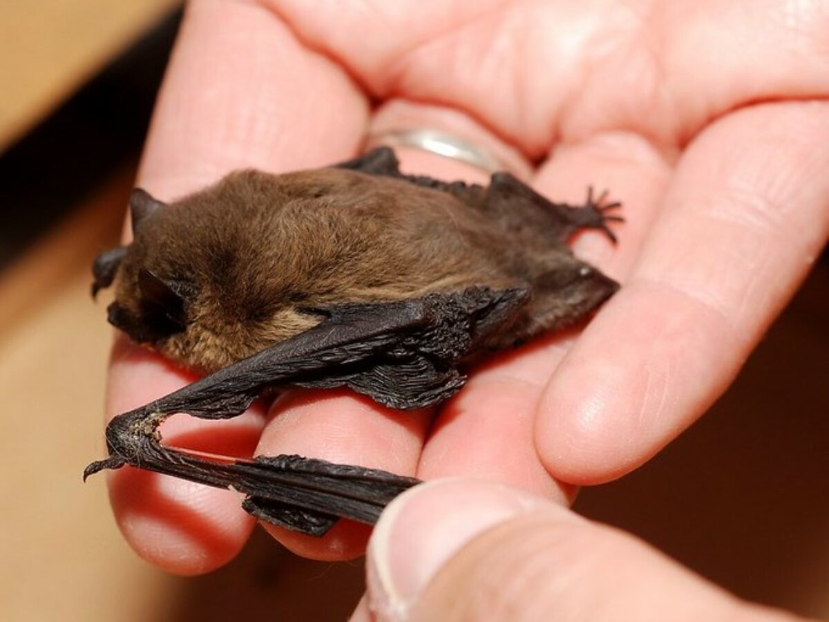 Chauve Souris Blessee Comment Faire Pour La Sauver