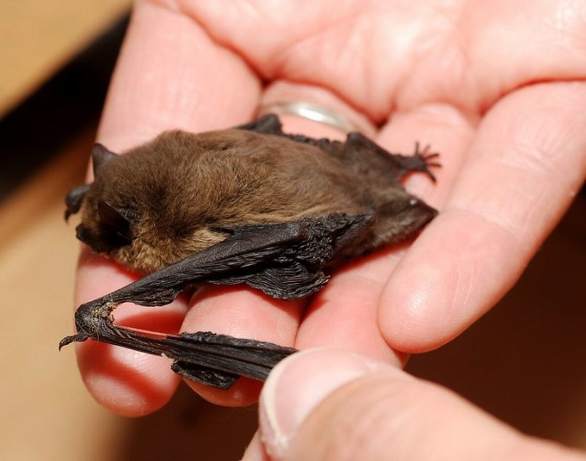 Chauve Souris Blessee Comment Faire Pour La Sauver Chauve Souris Blessee Comment Faire Pour La Sauver
