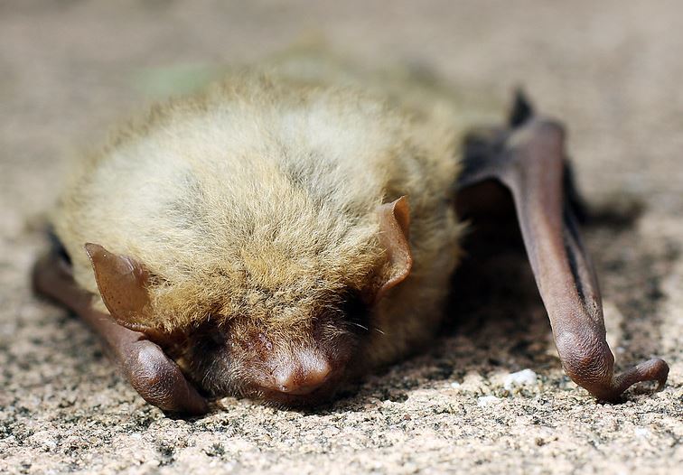 Chauve Souris Blessee Comment Faire Pour La Sauver Chauve Souris Blessee Comment Faire Pour La Sauver
