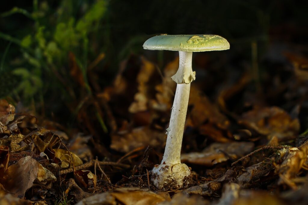 amanite phalloïde champignon mortel