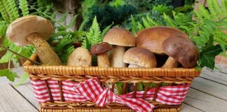 champignons fruits et légumes de novembre