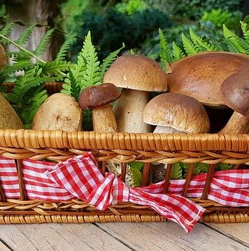 champignons fruits et légumes de novembre