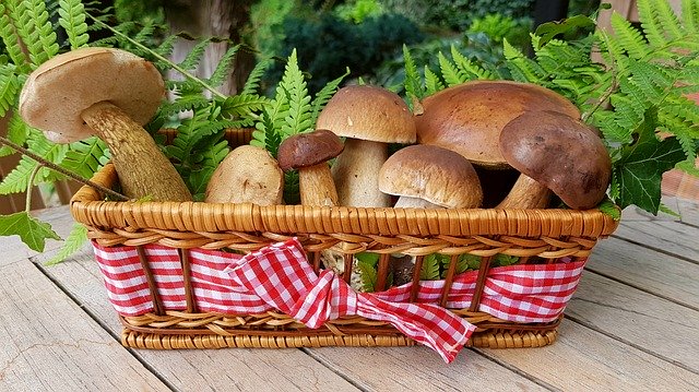 champignons fruits et légumes de novembre