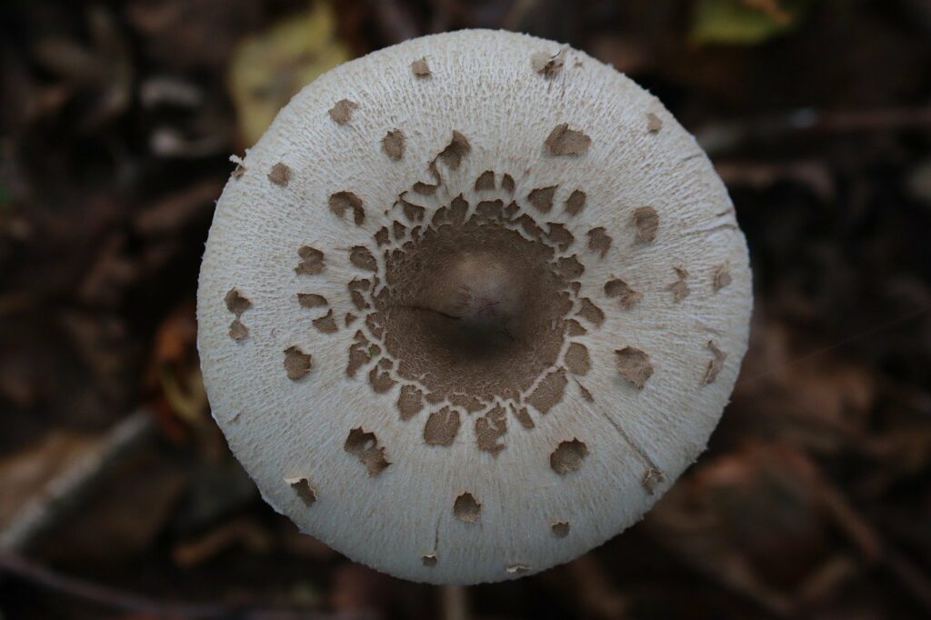 coulemelle champignon comestible