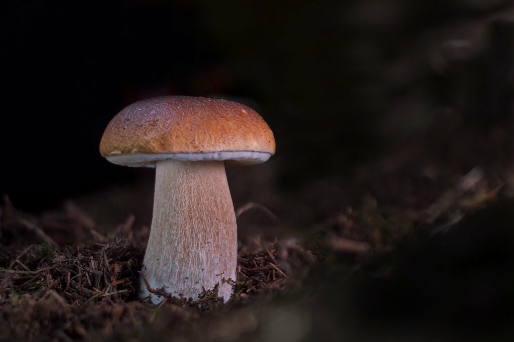 le cèpe un champignon comestible