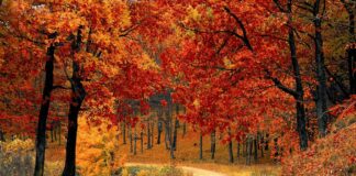 balade en forêt la nature nous fait du bien