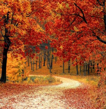 balade en forêt la nature nous fait du bien