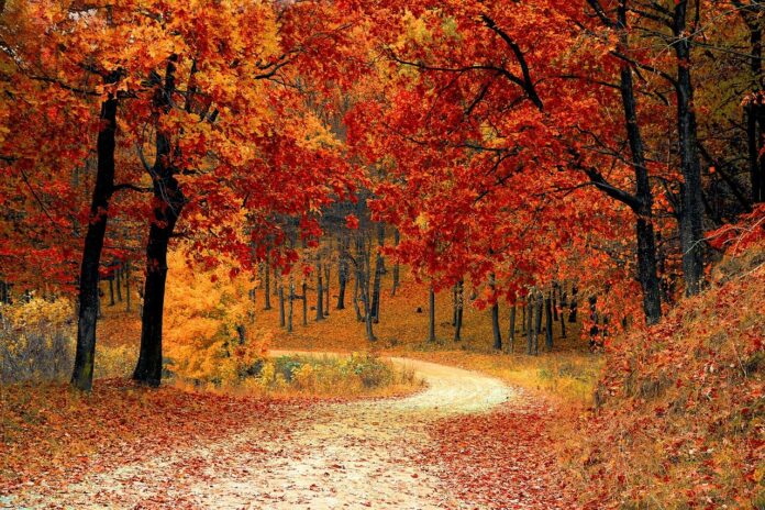 balade en forêt la nature nous fait du bien