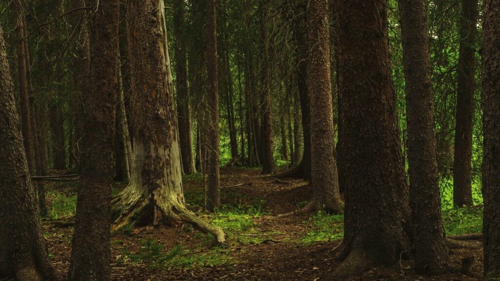 foret de chêne centenaire