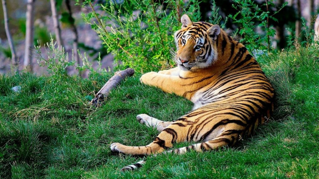 tigre du Bengale en voie de disparition