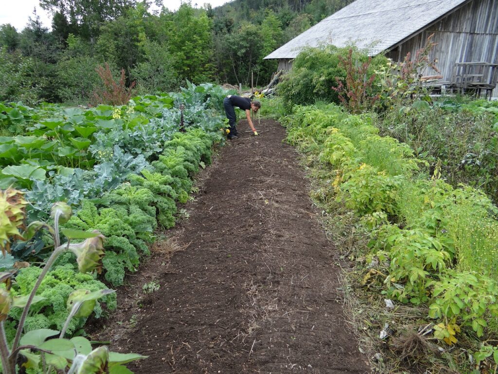 planifier et organiser pour préparer son jardin potager en hiver