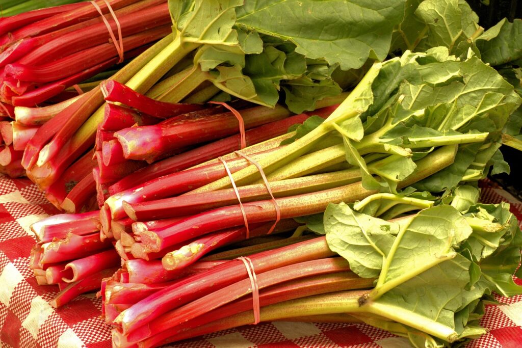 rhubarbe légume ou fruit de printemps