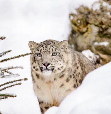 panthère des neiges