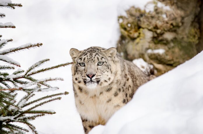 panthère des neiges