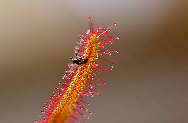 les plantes sont intelligentes